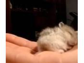 cucciolo criceto dorme russa nella mano padrone (Video)