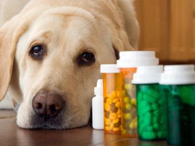 Farmaco-vigilanza: le medicine per gli animali costano il triplo di quelle per gli umani. Il Ministero della Salute tace...