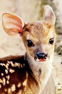 Dramatag: Top 5 Doe Deer Products