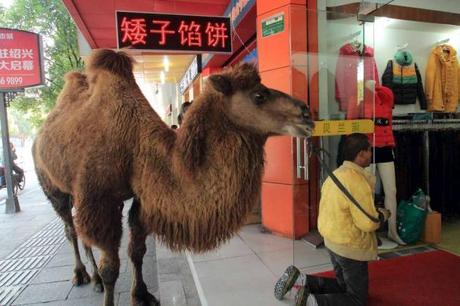 Chiedere l'elemosina con un animale,un cammello per esempio!