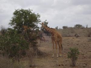 Giraffe allo Tsavo est