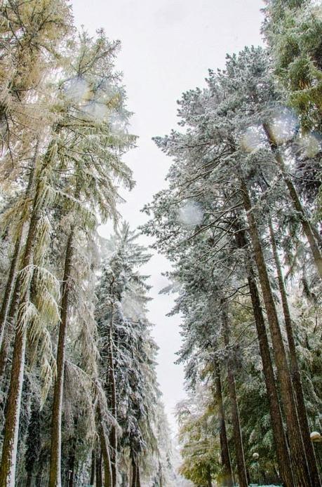 FOTO: Neve sul Gargano 2013 - Monte Sant'Angelo e Foresta Umbra