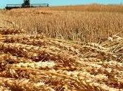 Fima, appello Europarlamentari micotossine grano