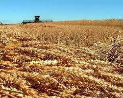 Fima, appello ad Europarlamentari su micotossine nel grano