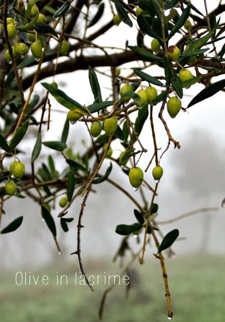 Cremosa bianca e Verde Laudemio. L'incredibile colore dell'eccellenza (parte prima)