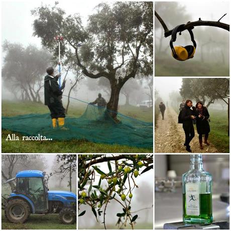 Cremosa bianca e Verde Laudemio. L'incredibile colore dell'eccellenza (parte prima)