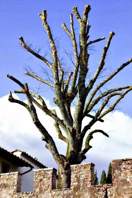 Cremosa bianca e Verde Laudemio. L'incredibile colore dell'eccellenza (parte prima)