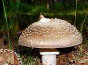 amanita pantherina