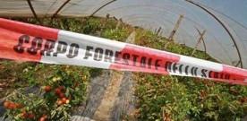 Effetto Terra dei Fuochi: agricoltura campana in ginocchio