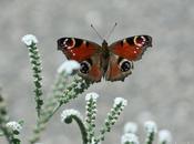 Fantasia bello Spazio Poesia