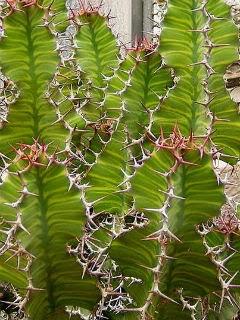 Wallpaper: Euphorbia Grandialata