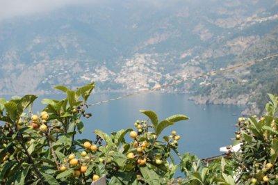 limoni in costiera amalfitano