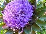 Oggi nella rubrica: Cynara Scolymus, notizie carciofo