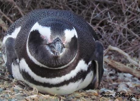 Pingu vago1 543x392 Il mio amico Pingu di Magellano                                                                                                                                                                                                                                                                                                                              