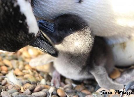 nato21 543x392 Il mio amico Pingu di Magellano                                                                                                                                                                                                                                                                                                                              