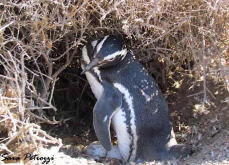 uova1 543x392 Il mio amico Pingu di Magellano                                                                                                                                                                                                                                                                                                                              