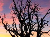 Lapse Gratis: Scatta Foto Time rallentatore Smartphone Android [AppGratis]