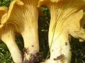 cantharellus cibarius