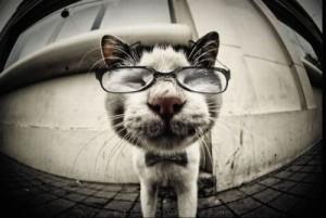 Nerd Cat