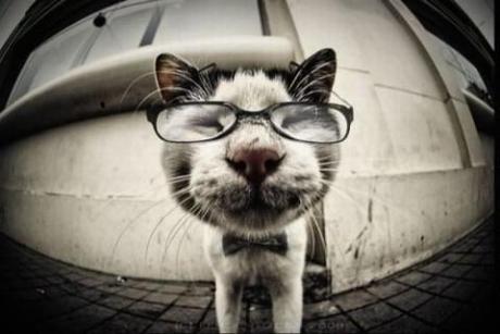 Nerd Cat – La necst gen