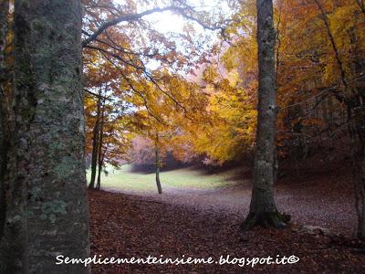 Bosco e sottobosco in autunno