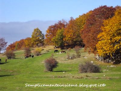 Bosco e sottobosco in autunno
