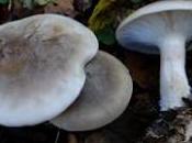 clitocybe nebularis