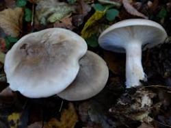 clitocybenebularis2