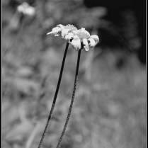 Le fotografie poetiche di NINoori