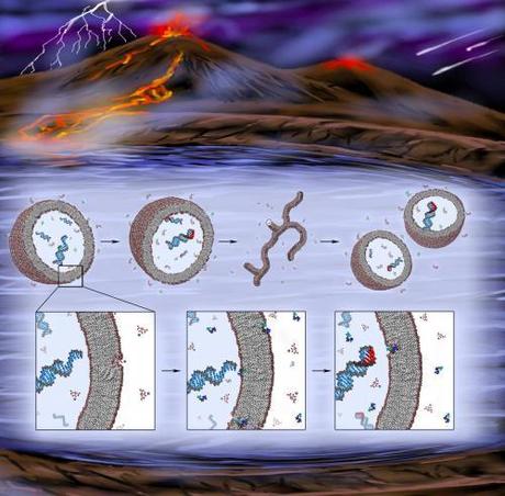 La protocellula sintetica: siamo sempre più vicini a ricostruire la cellula primordiale