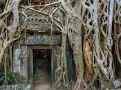Giardini mondo: alberi Phrom (Angkor, Cambogia)