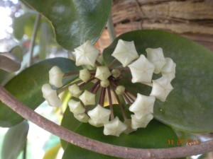 Foto peduncolo floreale hoya australis