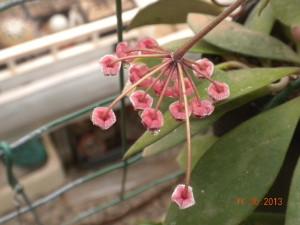 fiore hoya burtoniae