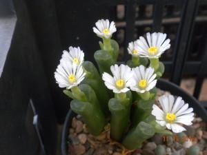 Foto conophytum fiori