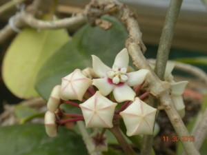 hoya australis foto fiore