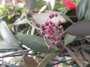 Foto fiore hoya burtoniae green form