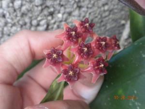 Hoya lobbii fiore