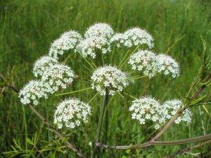 cicuta virosa