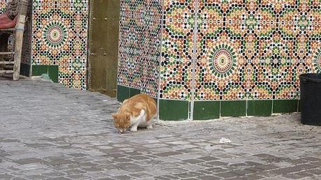 Gatti di Marrakech