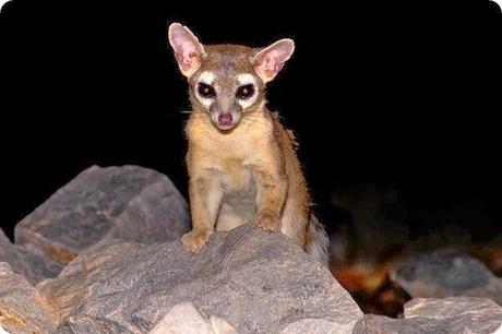 raring ringtail