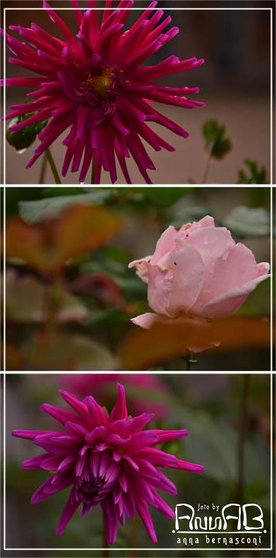 In autunno c'è anche il bianco...e non è la neve!