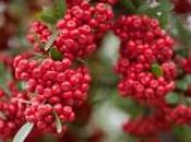 siepe pyracantha