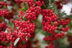 siepepyracantha
