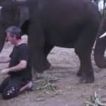 Elefante usa la proboscide e duetta con pianista (Video)