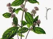 Oggi nella rubrica: sulla menta piperita
