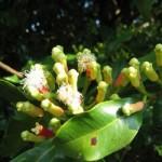 rimedi naturali pianta aromatica chiodi di garofano 