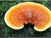 Fungo orientale ganoderma migliore dell'antibiotico