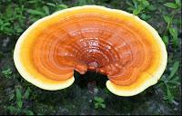 Rimedi naturali medicina alternativa reishi