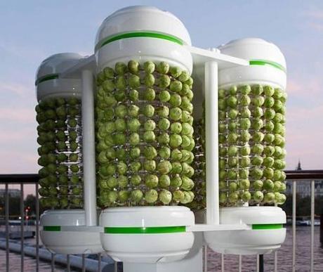 Energia elettrica dai cavolini di Bruxelles batteria_cavolini