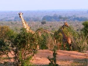 Una vacanza tra le vette del Kilimanjaro e le spiagge bianche. Non solo mare e natura, ma anche…storia e archeologia in Kenya.